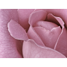 Rose Virgin Jacintha