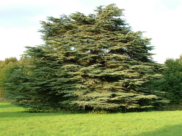 When I'm feeling really down, I take a walk under this tree in the garden, planted a couple of hundred years back, or perhaps as early as 1730! Apparently there are more Cedar of Lebanon, which is the species of the tree, than in the Lebanon itself. A piece of trivia for you.