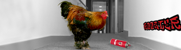 Meet 'Rocky' our rooster.