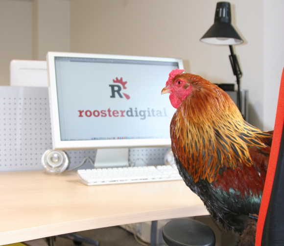 Rooster at work, a typical day