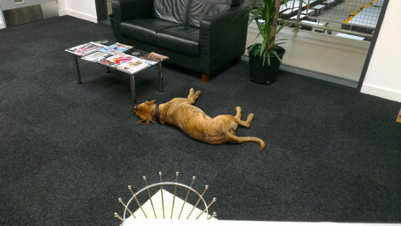 The resident weekend guest Buddy taking a breather from his tough day job as Chief Security Officer.