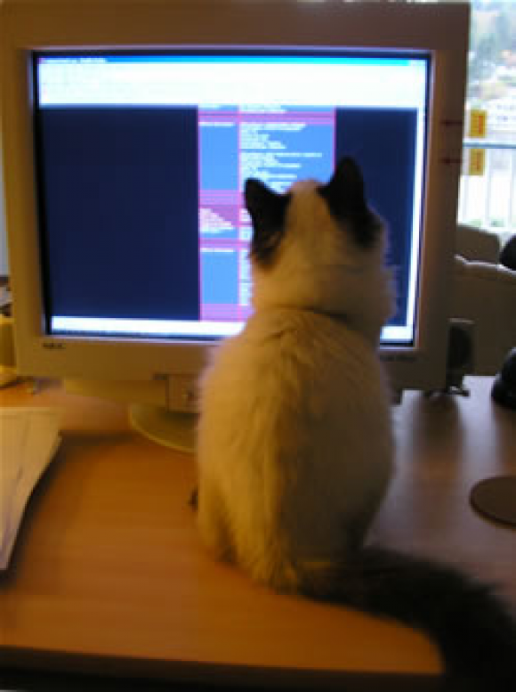 Oliver, the Chief Operating Kitty inspects a CSS-based design.