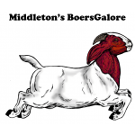 Middleton's BoersGalore